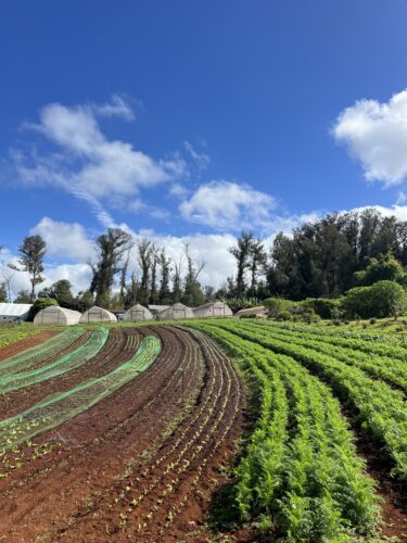 Workshops set to help Maui's farmers, ranchers obtain micro grants